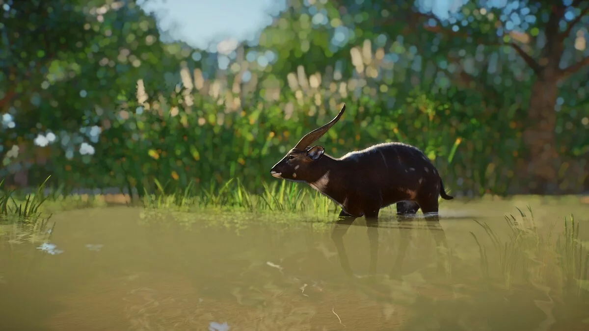 Planet Zoo — Sitatunga - a new species