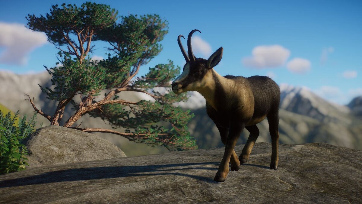 Planet Zoo — Pyrenean chamois - new species