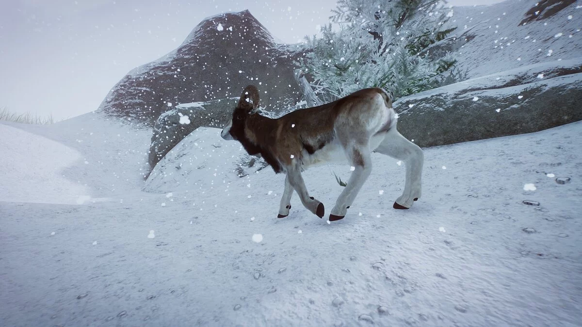 Planet Zoo — Ladakh Urial