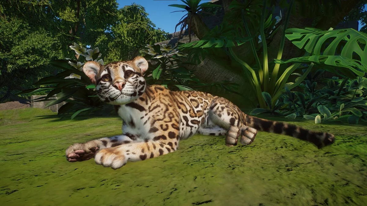 Planet Zoo — Ocelote