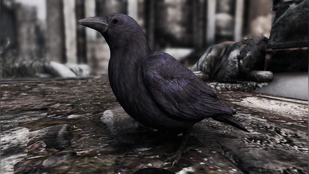 Elder Scrolls 5: Skyrim Special Edition — Crows