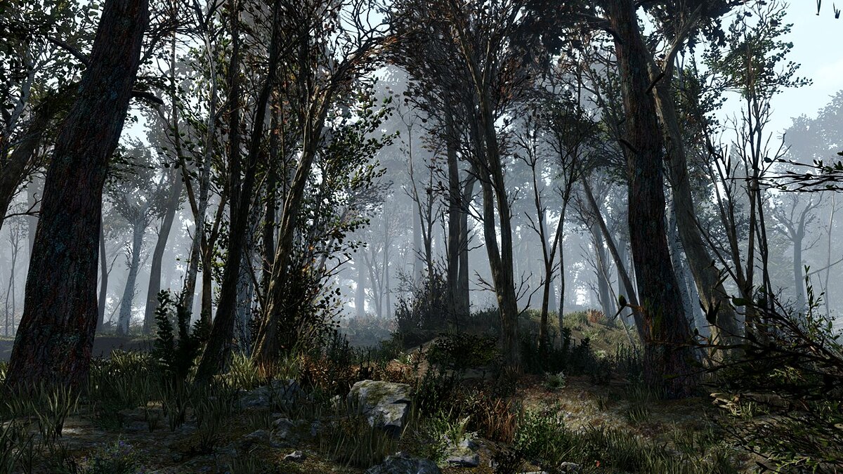 Fallout 4: Game of the Year Edition — Dense pine forest