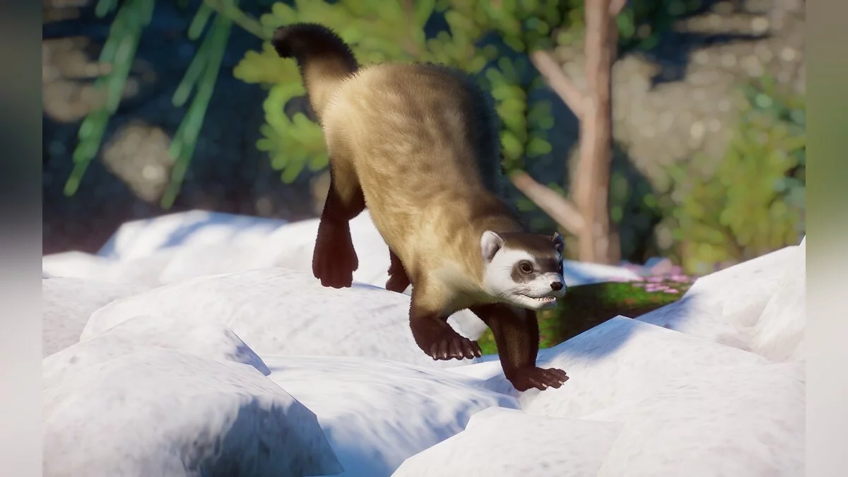 Planet Zoo — Black-footed ferret (new species)