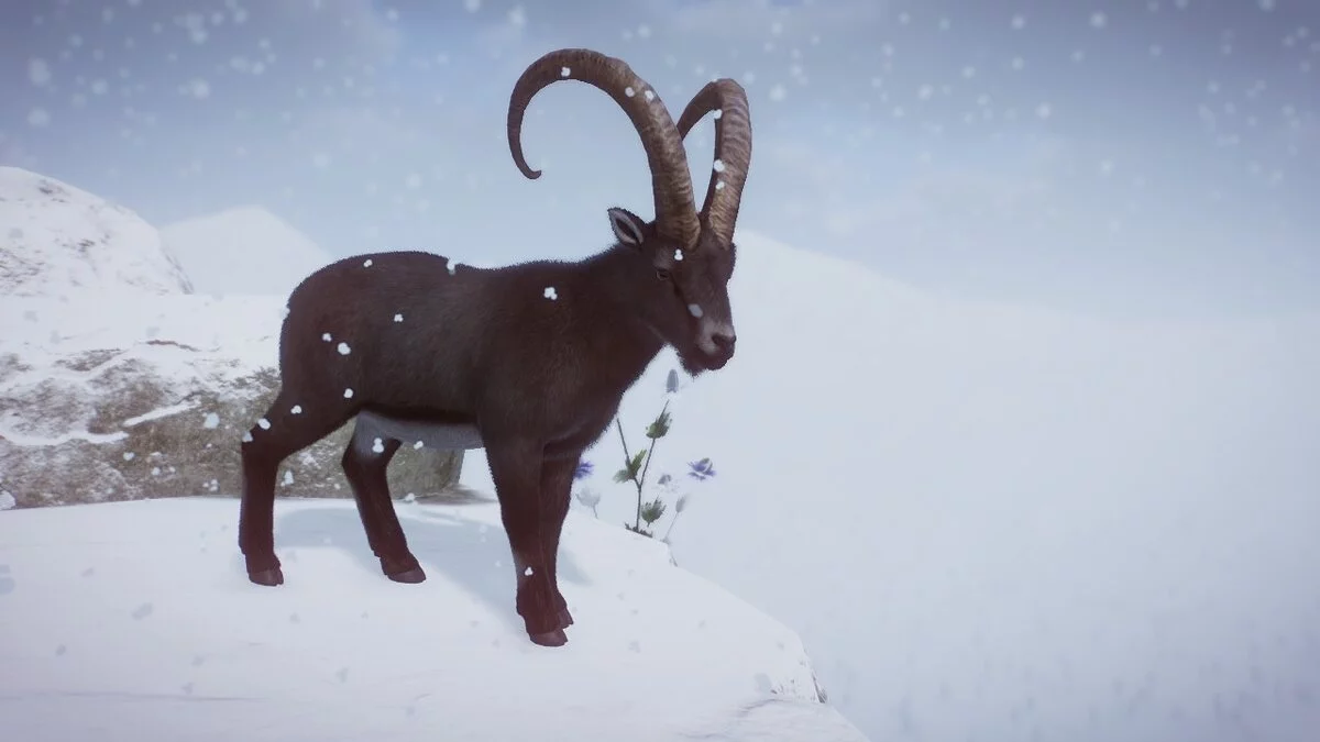 Planet Zoo — Mountain ibex (new species)