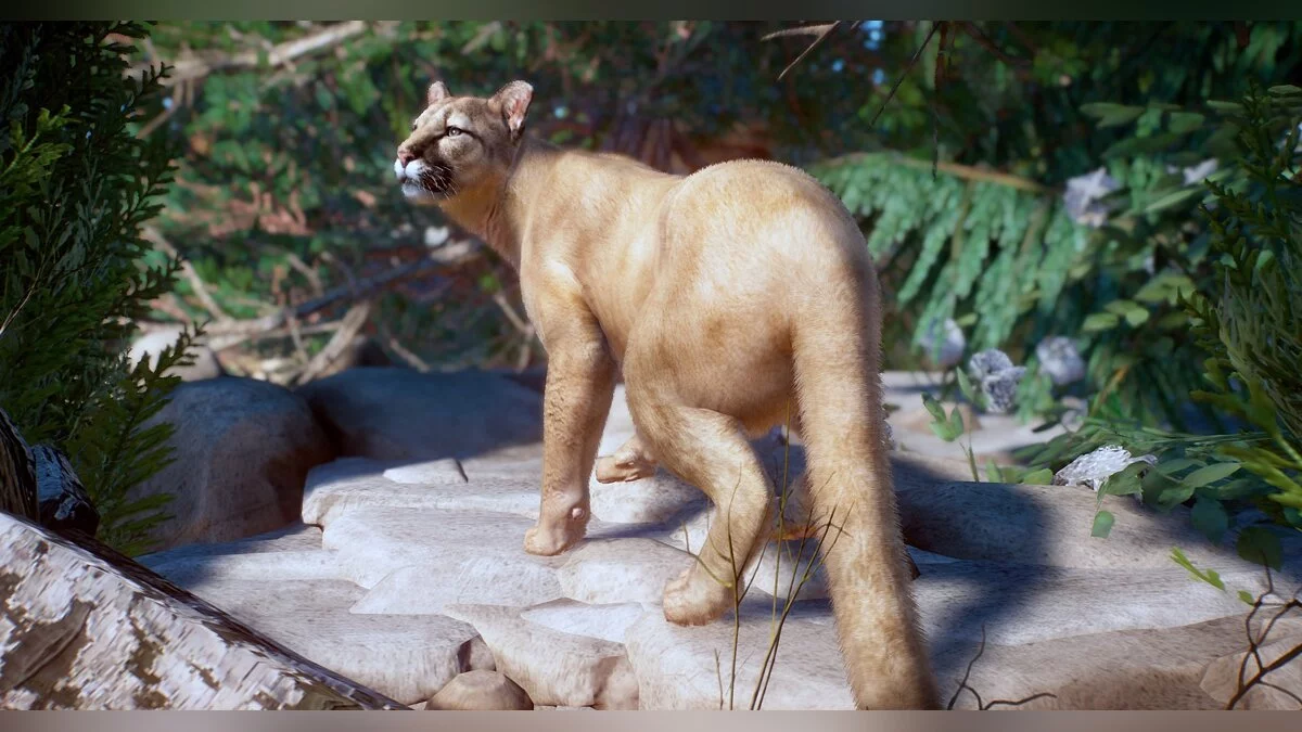 Planet Zoo — Північноамериканська пума (нові види)