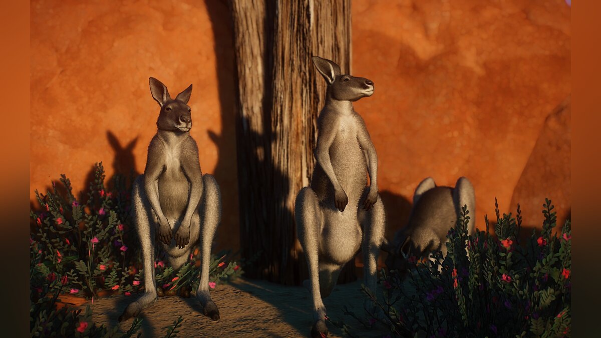 Planet Zoo — Eastern gray kangaroo (new species)