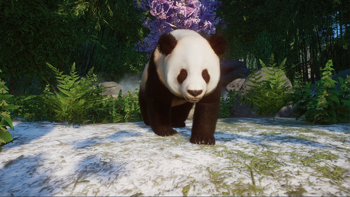 Planet Zoo — Brown panda (new species)