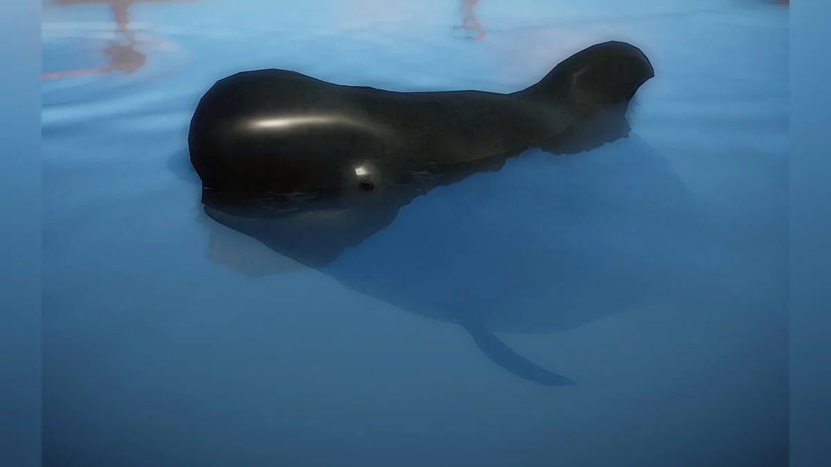 Planet Zoo — Кит-пилот с короткими плавниками (новые виды)