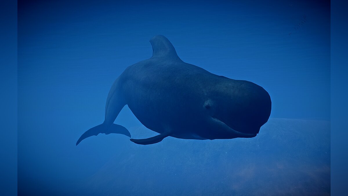 Planet Zoo — Short-fin pilot whale (new species)