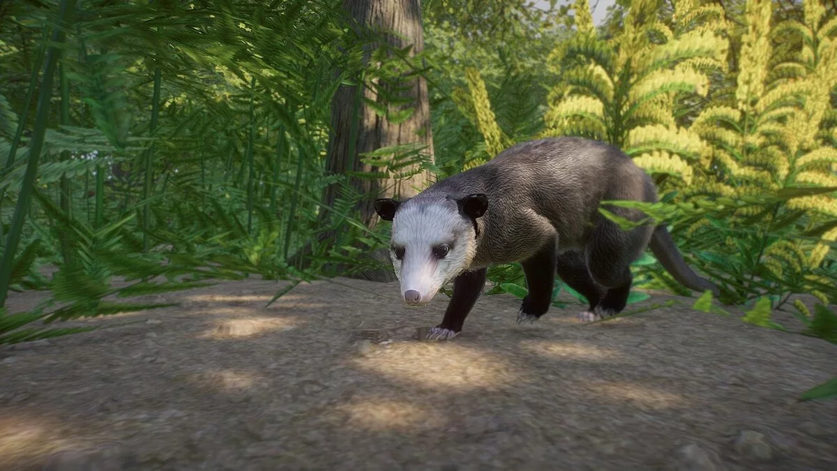 Planet Zoo — North American opossum