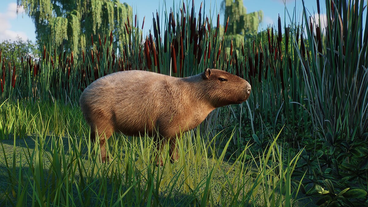 Planet Zoo — Capybara - new species