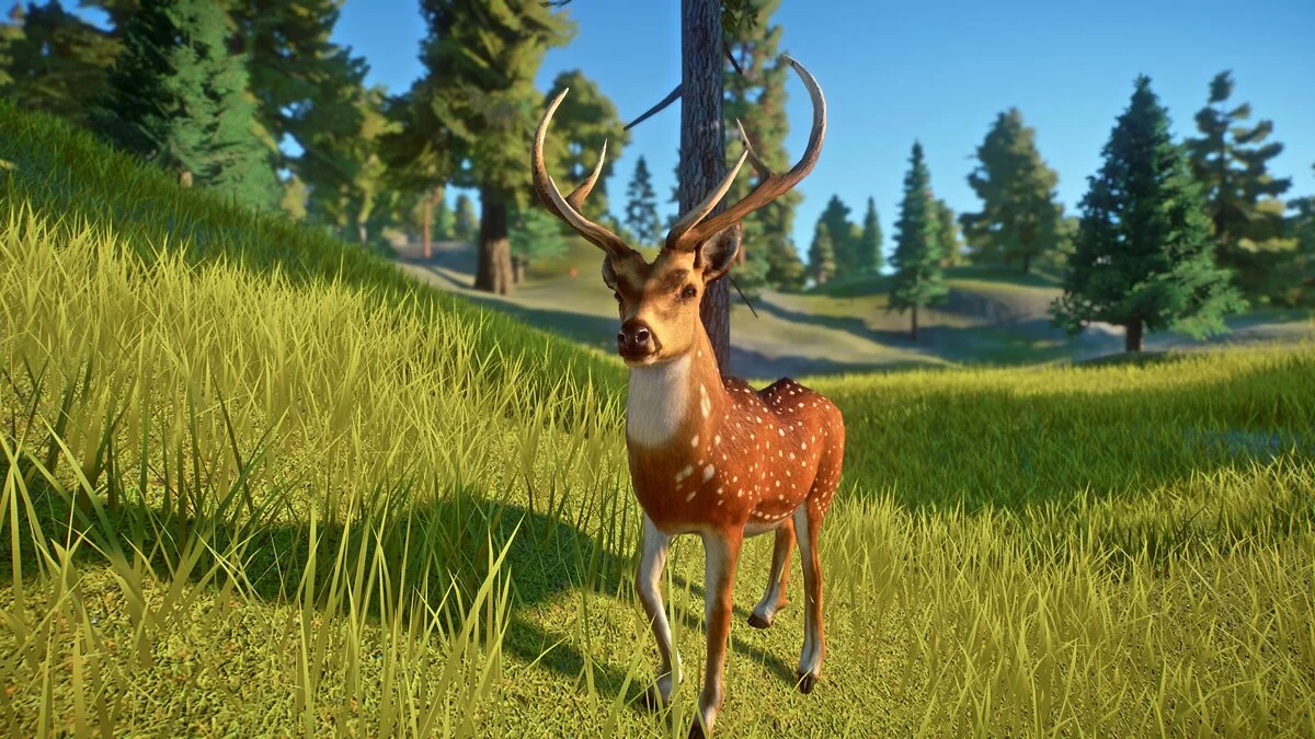 Planet Zoo — Chital (deer) - new species