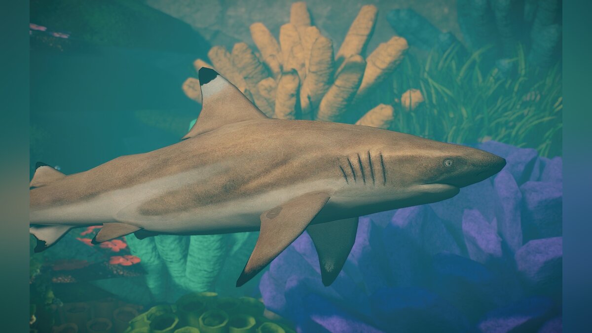 Planet Zoo — New species - reef shark