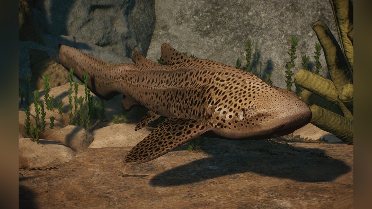 Planet Zoo — New species - zebra shark