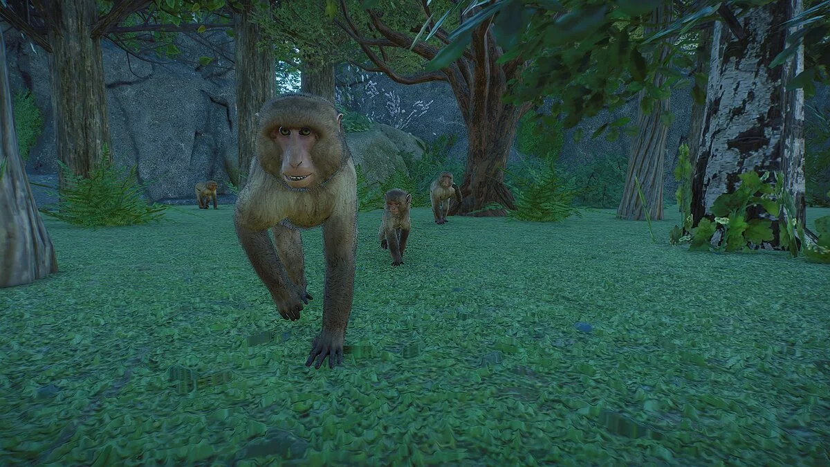 Planet Zoo — Barbary macaques - new species