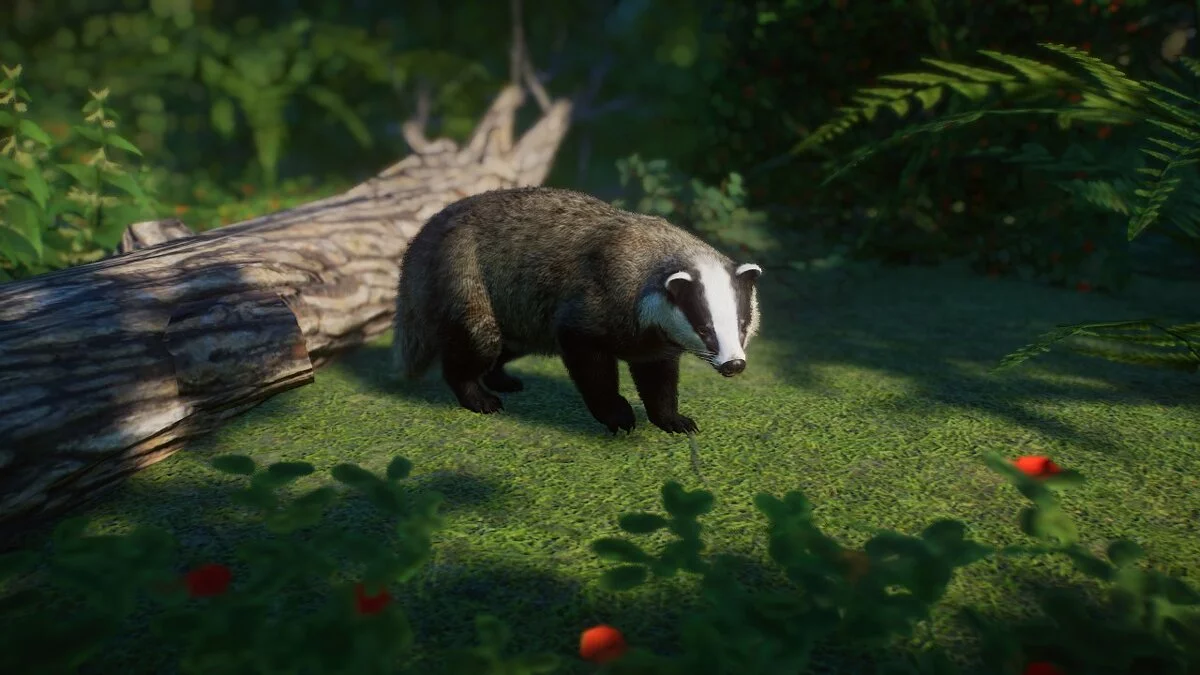 Planet Zoo — European badger - new species