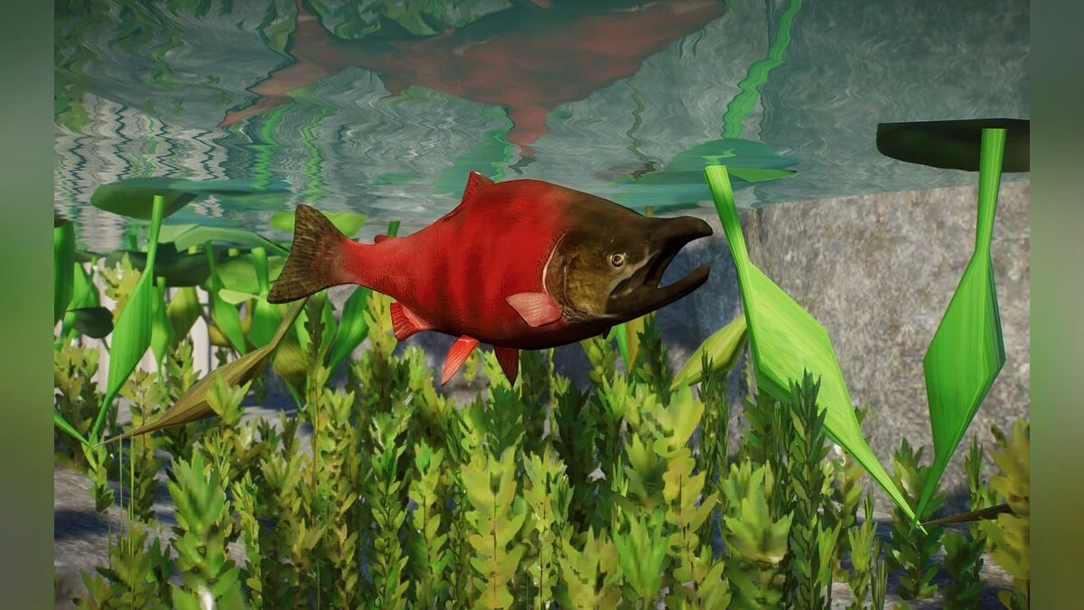 Planet Zoo — New species - Sockeye salmon