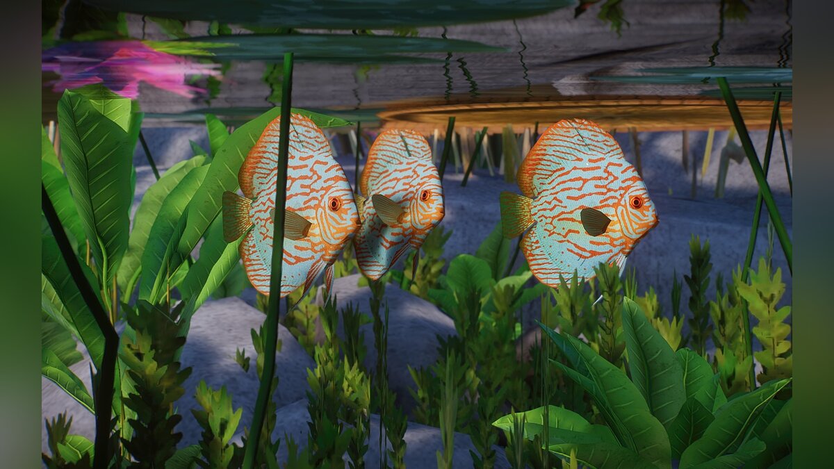 Planet Zoo — New Species - Blue Discus