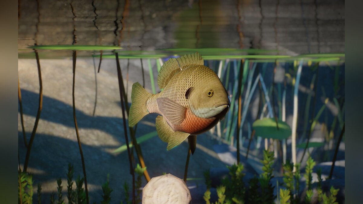 Planet Zoo — New species - Bluegills