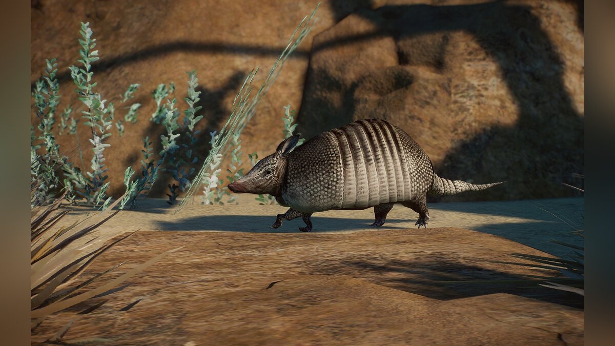 Planet Zoo — New species - Nine-banded armadillo