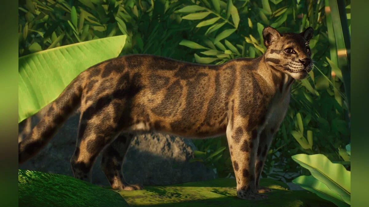 Planet Zoo — New species - Bornean clouded leopard