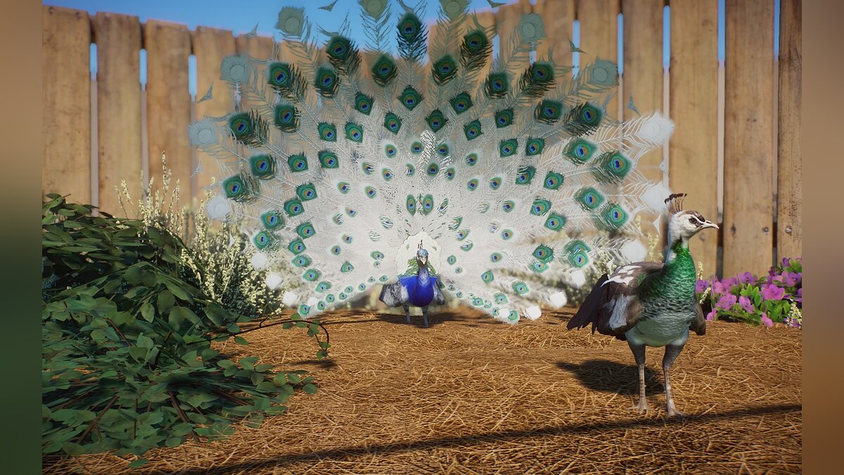 Planet Zoo — New species - Indian blue peacock