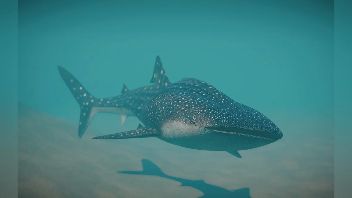 Planet Zoo — New species - whale shark