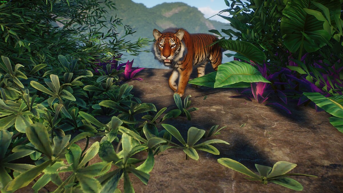 Planet Zoo — Sumatran tiger