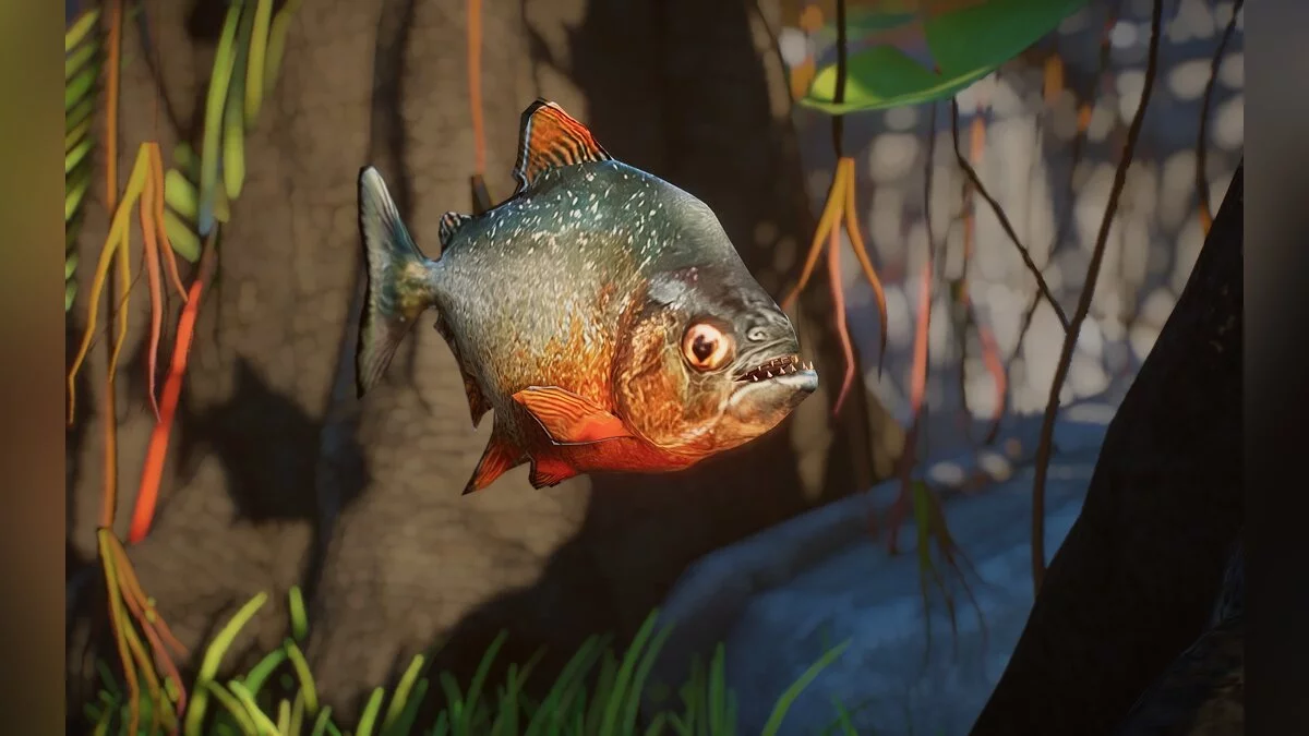 Planet Zoo — Nueva especie: piraña de vientre rojo