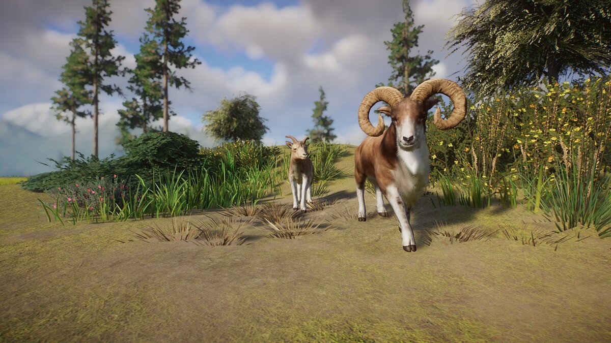 Planet Zoo — Transcaspian urial