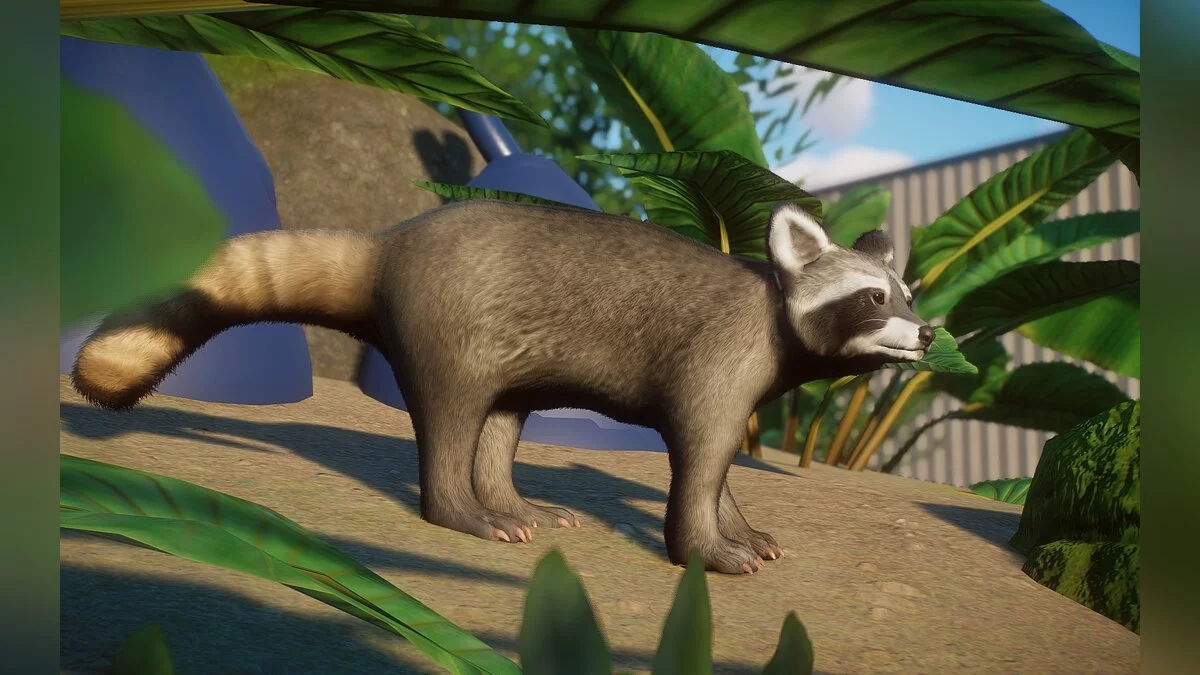 Planet Zoo — New species - raccoon from Cozumel island