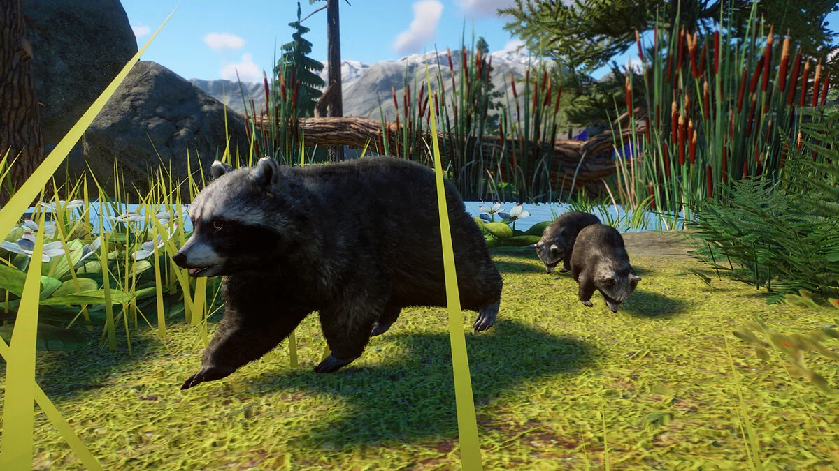 Planet Zoo — Nueva especie: mapache norteamericano