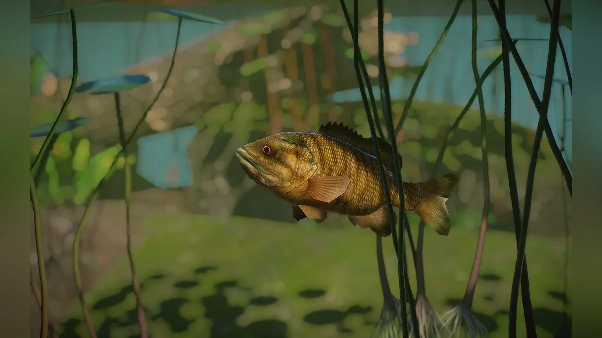 Planet Zoo — New Species - Smallmouth Bass