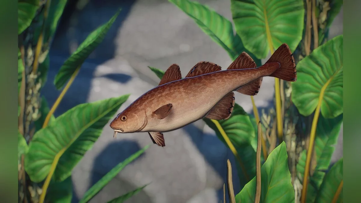 Planet Zoo — Nueva especie: bacalao del Pacífico