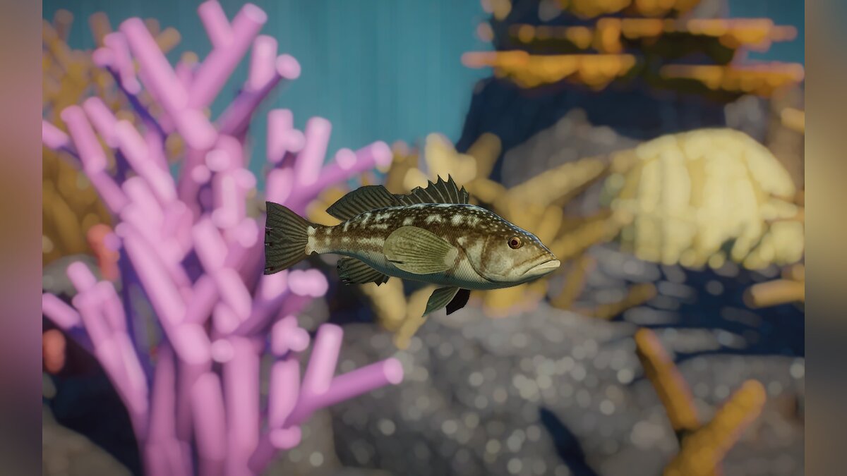 Planet Zoo — New species - sea bass