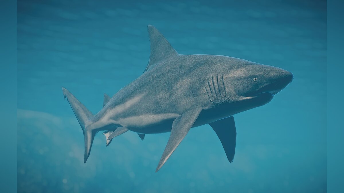 Planet Zoo — New species - bull shark