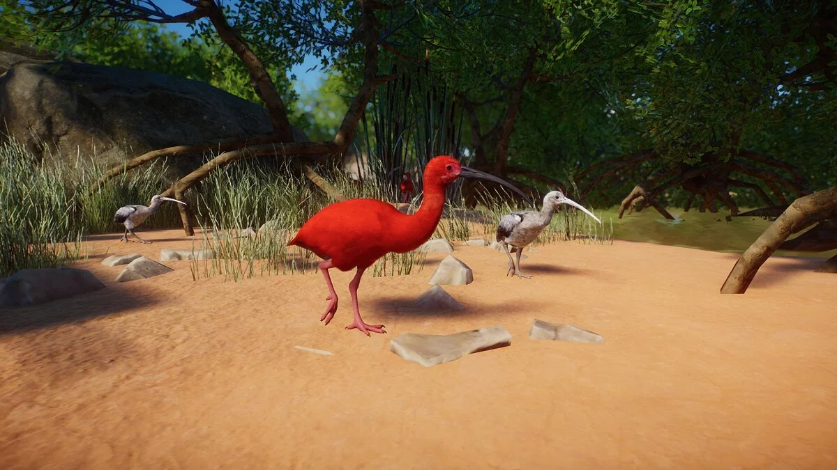 Planet Zoo — ibis rojo