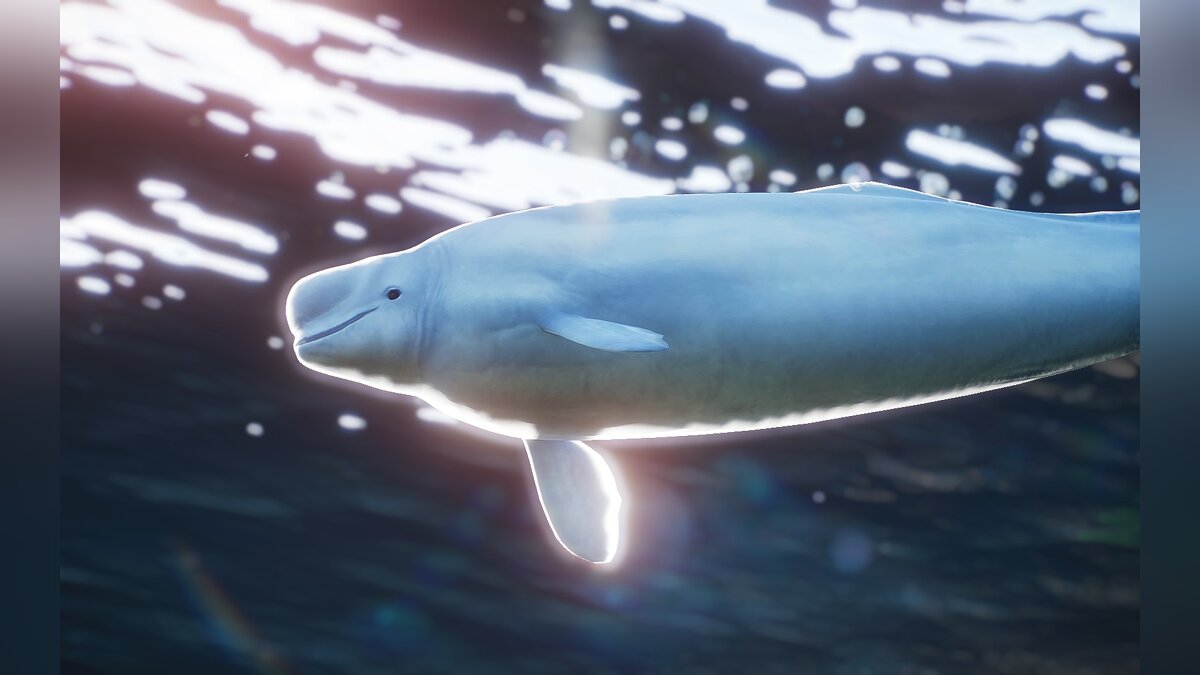 Planet Zoo — New species - beluga whale