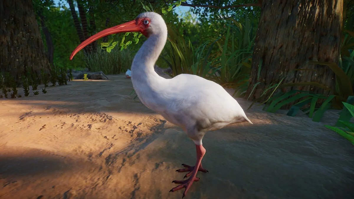 Planet Zoo — American white ibis - new species