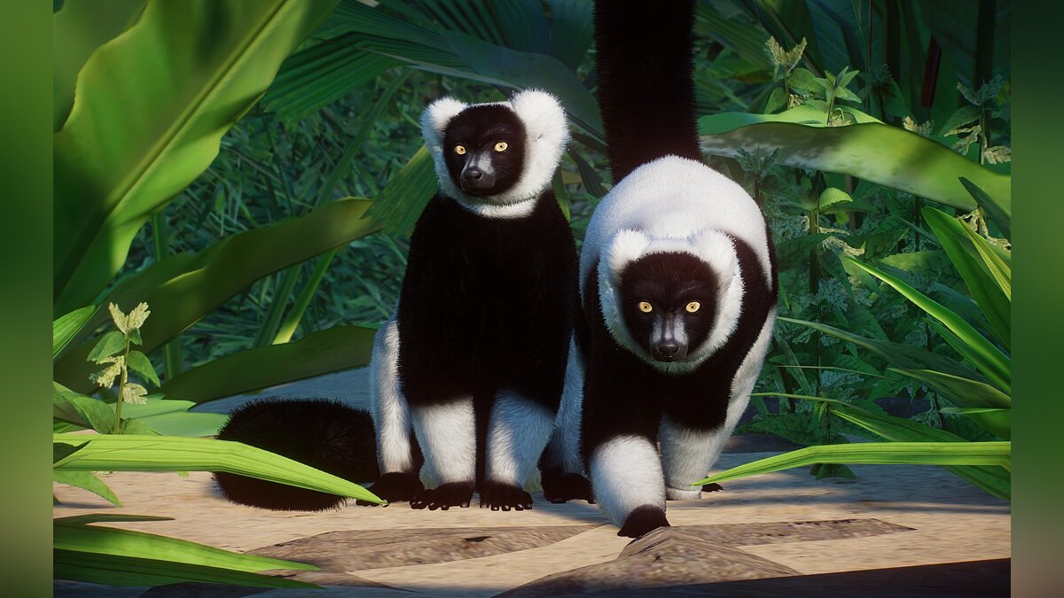 Planet Zoo — New species - black and white lemur