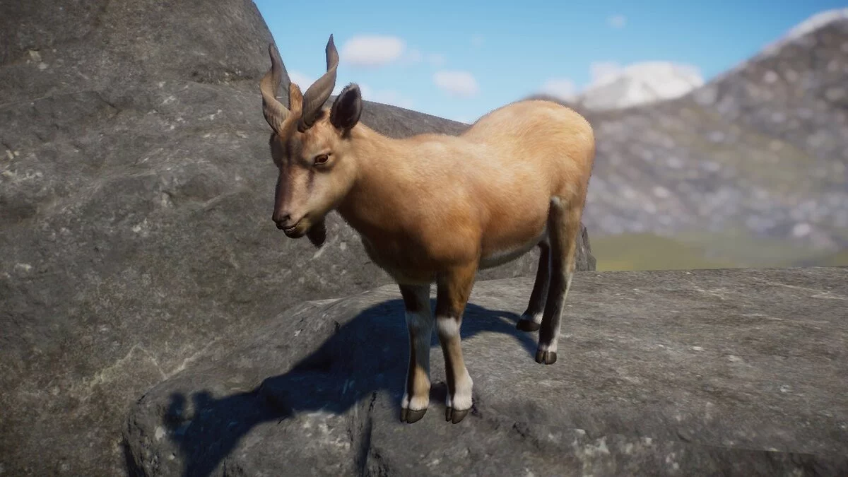 Planet Zoo — Бухарський цап - новий вид