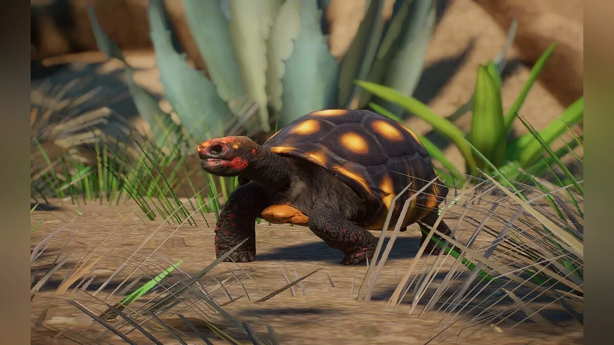 Planet Zoo — New species - red-footed turtle