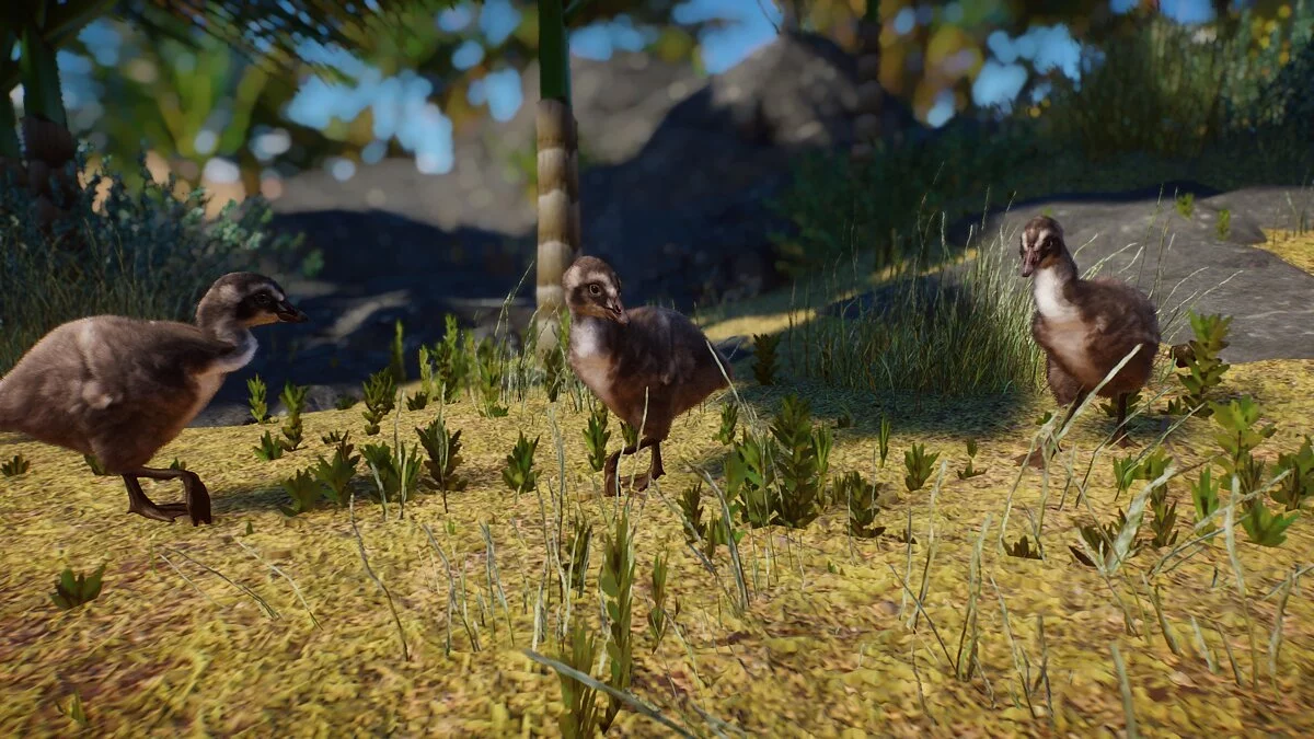 Planet Zoo — Nene (havajska gos) - nova vrsta