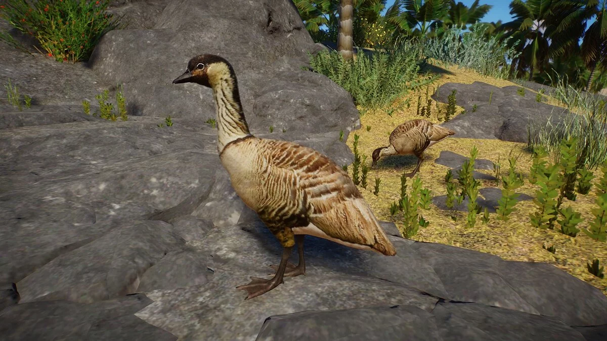 Planet Zoo — Nene (Hawaiian goose) - new species