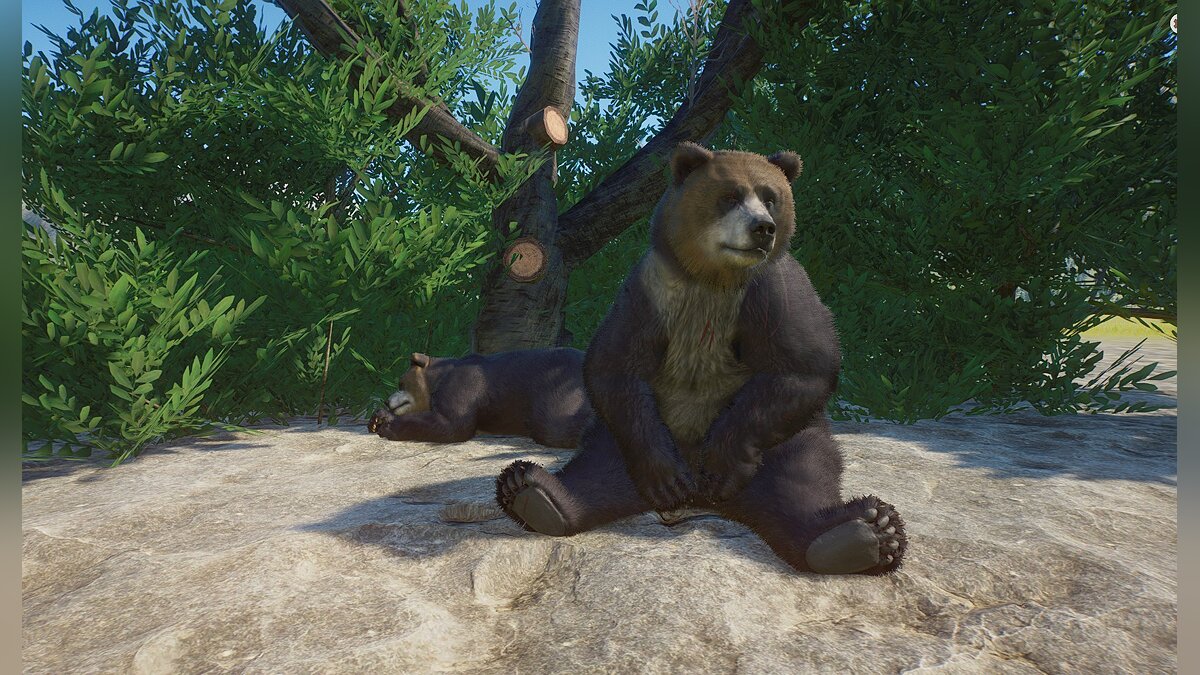 Planet Zoo — Tibetan blue bear