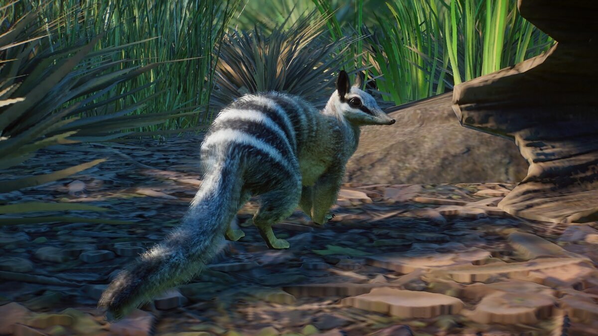 Planet Zoo — Numbat - new species