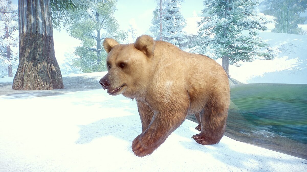 Planet Zoo — Himalayan Brown Bear Remastered