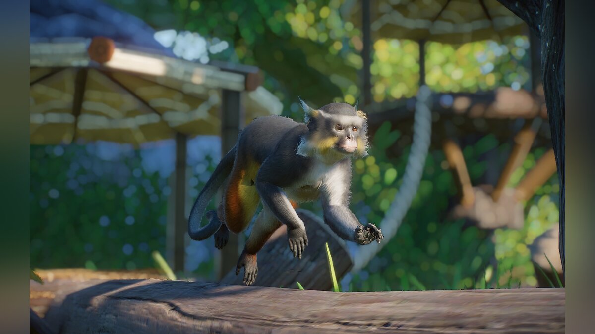 Planet Zoo — New species - Wolf-Guenon Monkey