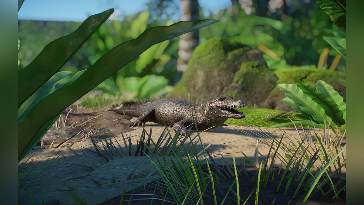 Planet Zoo — New species - African dwarf crocodile