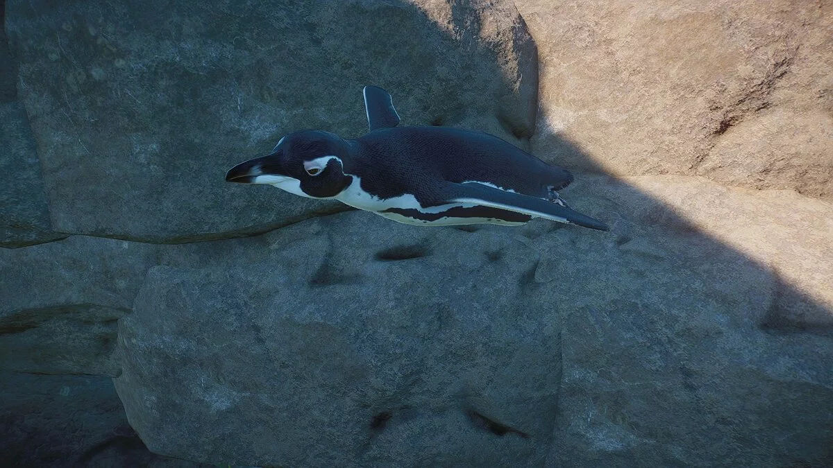 Planet Zoo — Галапагосский пингвин